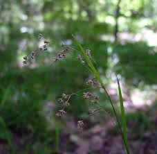 Attēlu rezultāti vaicājumam “Luzula luzuloides”