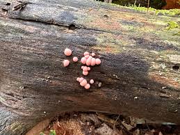 Attēlu rezultāti vaicājumam “Lycogala exiguum aggr. sessile”