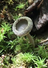 Attēlu rezultāti vaicājumam “Helvella macropus”