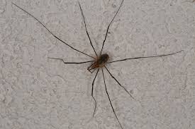 Attēlu rezultāti vaicājumam “Phalangium opilio”