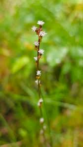 Attēlu rezultāti vaicājumam “Triglochin palustre”