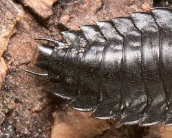 Attēlu rezultāti vaicājumam “Silpha obscura larva”