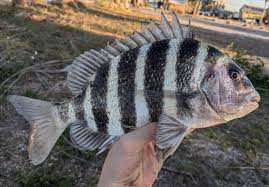 Image result for Archosargus probatocephalus