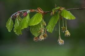Attēlu rezultāti vaicājumam “Fagus sylvatica flower”