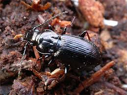 Attēlu rezultāti vaicājumam “Pterostichus oblongopunctatus”