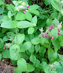 Attēlu rezultāti vaicājumam “Oenothera rubricauli”
