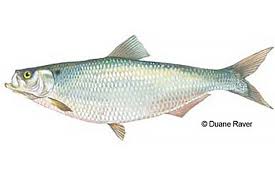 Image result for Alosa mediocris