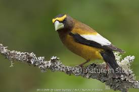 Image result for Hesperiphona vespertina