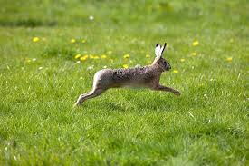 Attēlu rezultāti vaicājumam “Lepus europaeus adult”