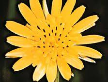 Attēlu rezultāti vaicājumam “Tragopogon pratensis subsp. pratensis”