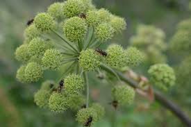 Attēlu rezultāti vaicājumam “Angelica archangelica”