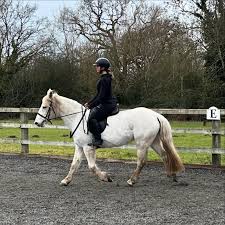 Image result for South Weylands Equestrian