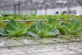 Attēlu rezultāti vaicājumam “Pistia stratiotes”