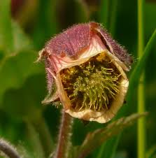 Attēlu rezultāti vaicājumam “Geum rivale bud”