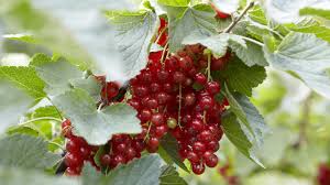 Bildergebnis für rote johannisbeeren