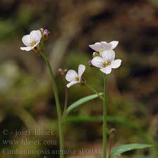 Attēlu rezultāti vaicājumam “Cardaminopsis arenosa flower”