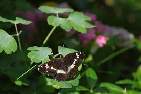Attēlu rezultāti vaicājumam “Limenitis camilla underside”