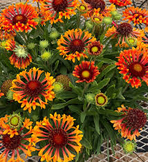 Image result for Gaillardia