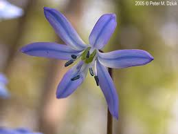 Attēlu rezultāti vaicājumam “Scilla siberica bud”