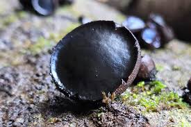 Attēlu rezultāti vaicājumam “Bulgaria inquinans”