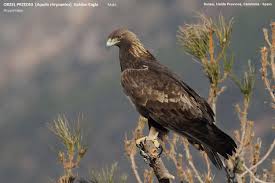 Attēlu rezultāti vaicājumam “Aquila chrysaetos”