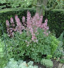 Image result for Diptam