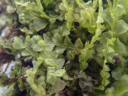 Attēlu rezultāti vaicājumam “Calypogeia”