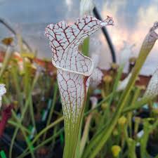 Attēlu rezultāti vaicājumam “Sclerophora farinacea”