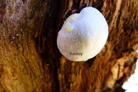 Attēlu rezultāti vaicājumam “Reticularia jurana macro”