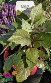 Image result for Dahlia x pinnata `Redskin`