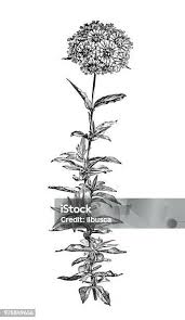 Image result for Lychnis chalcedonica `Dusky Salmon`