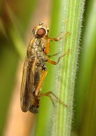 Attēlu rezultāti vaicājumam “Pantilius tunicatus imago”