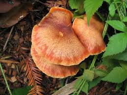 Attēlu rezultāti vaicājumam “Physarum luteolum”