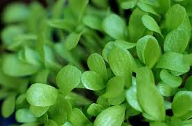 Image result for Zichorie