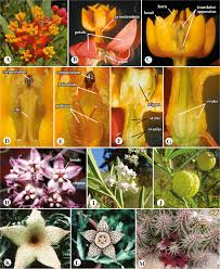 Attēlu rezultāti vaicājumam “Apocynaceae”