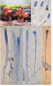 Attēlu rezultāti vaicājumam “Gyromitra infula”