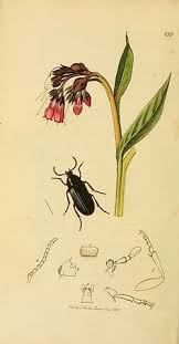 Attēlu rezultāti vaicājumam “Melandrya dubia”