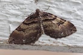 Attēlu rezultāti vaicājumam “Earophila badiata”