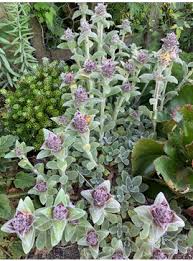 Attēlu rezultāti vaicājumam “Koeleria glauca flower”