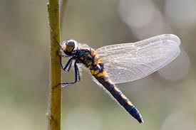 Attēlu rezultāti vaicājumam “Leucorrhinia rubicunda”