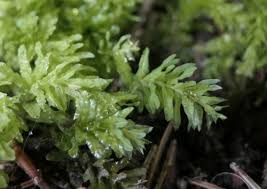 Attēlu rezultāti vaicājumam “Plagiomnium undulatum sporophyte”