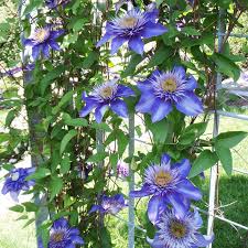 Image result for clematis multi blue