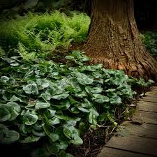 Attēlu rezultāti vaicājumam “Asarum europaeum”