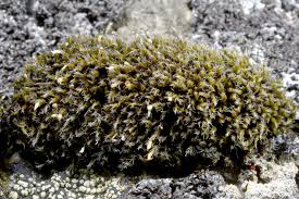 Attēlu rezultāti vaicājumam “Grimmia muehlenbeckii”