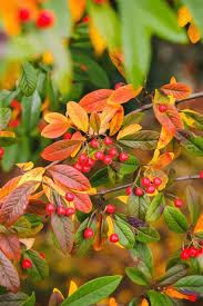 Attēlu rezultāti vaicājumam “Crataegus persimilis fruit”