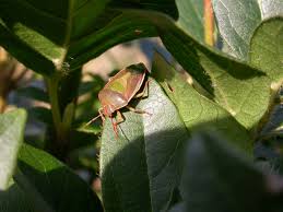 Attēlu rezultāti vaicājumam “Palomena prasina imago”