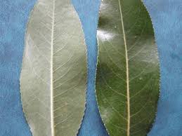 Attēlu rezultāti vaicājumam “Salix pentandra leaf”