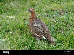 Attēlu rezultāti vaicājumam “Lagopus lagopus male”