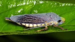 Attēlu rezultāti vaicājumam “Cicadellidae”
