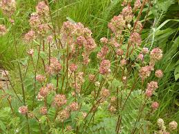 Attēlu rezultāti vaicājumam “Poterium sanguisorba flower”